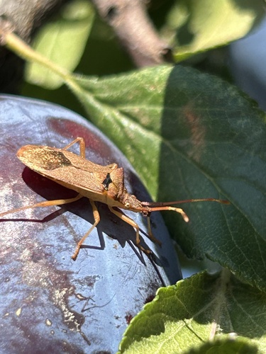 Box Bug