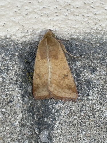 Cotton Bollworm Moth