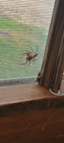 Tan Jumping Spider
