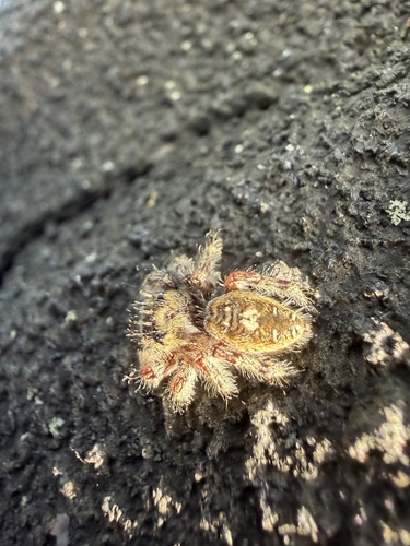 Putnam's Jumping Spider