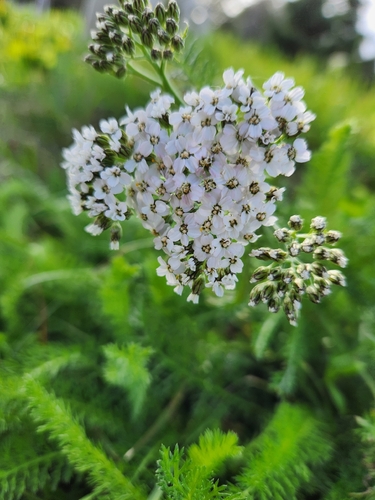 common yarrow