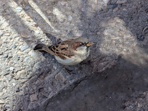 House Sparrow