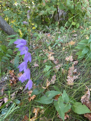 Creeping Bellflower