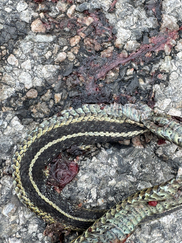 Common Garter Snake