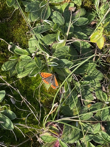 Small Copper