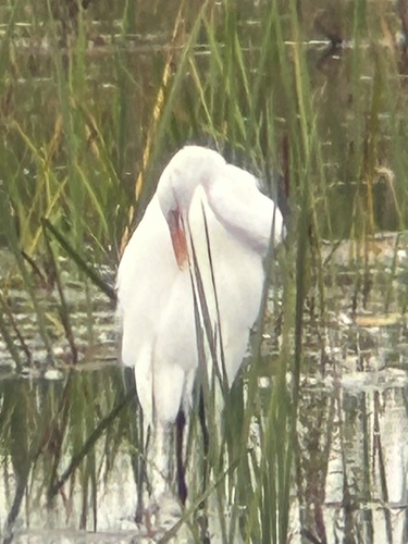 Great Egret