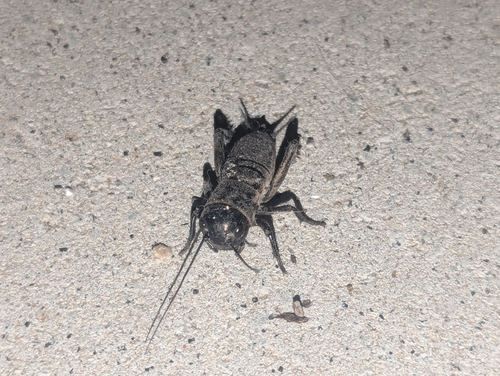 European Field Cricket