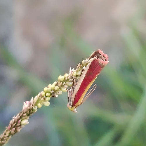 Rosy-striped Knot-horn