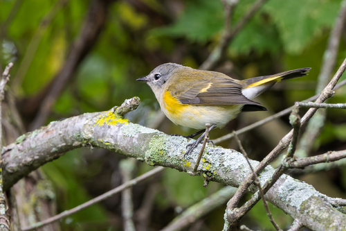 American Redstart