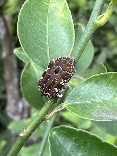 Mango Flower Beetle