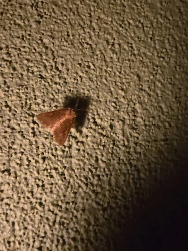 Square-spot Rustic