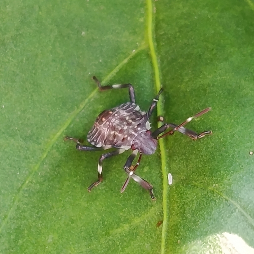 Brown Marmorated Stink Bug