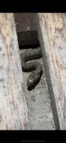 Tessellated Water Snake
