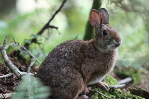 Appalachian Cottontail observed by kristina720