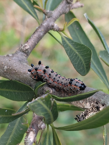 Tecmessa annulipes