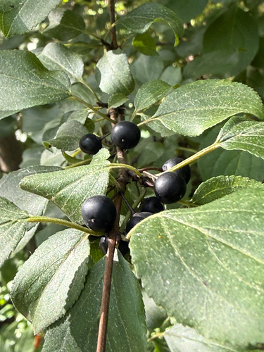 common buckthorn