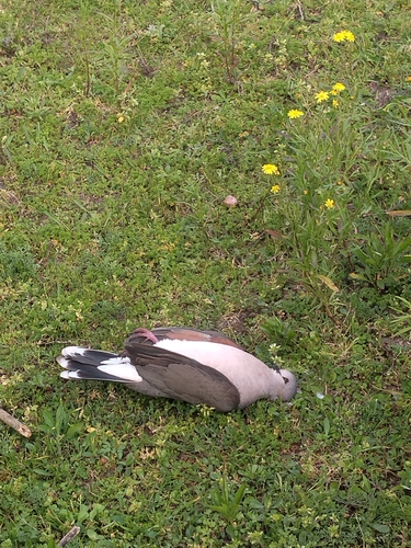 White-tipped Dove