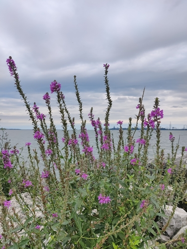 purple loosestrife