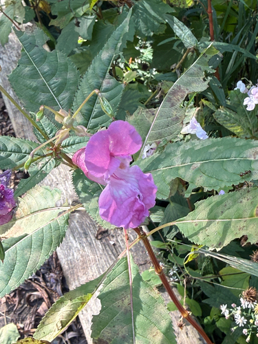Himalayan balsam