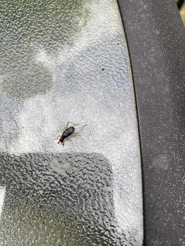 Red-headed Bush Cricket