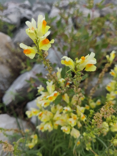 common toadflax