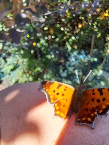 Eastern Comma
