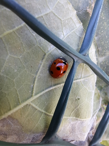 Seven-spotted Lady Beetle
