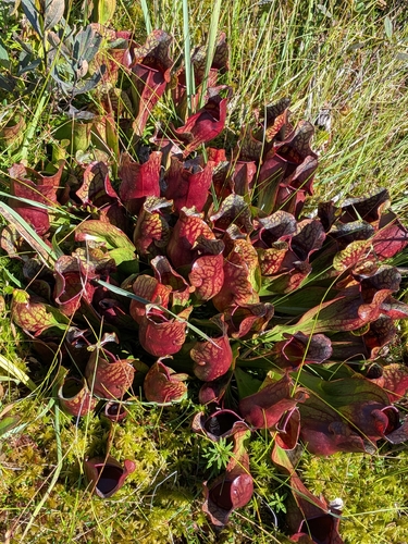 purple pitcher plant