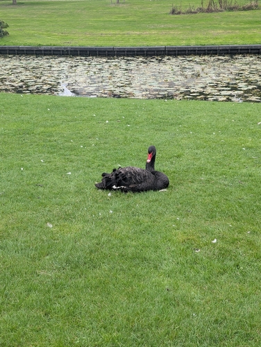 Black Swan