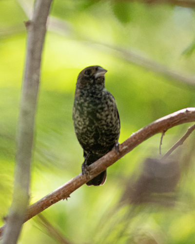 Blue-black Grassquit