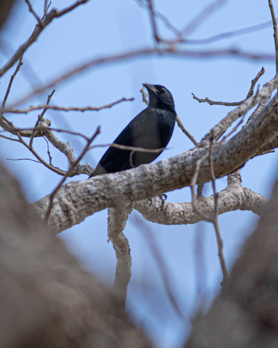 Chopí Blackbird