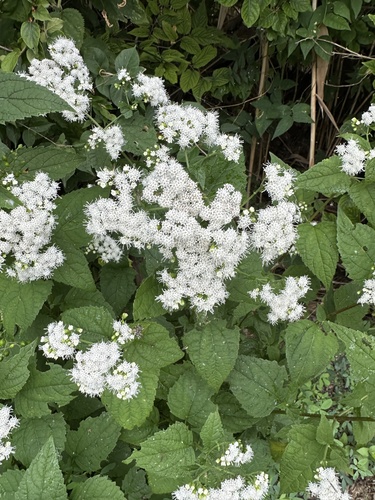 white snakeroot