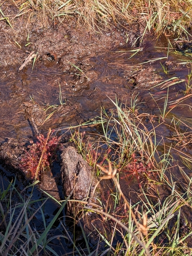 spoonleaf sundew
