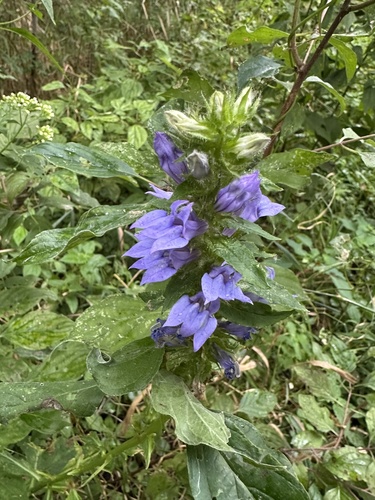 great blue lobelia