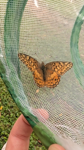 Variegated Fritillary