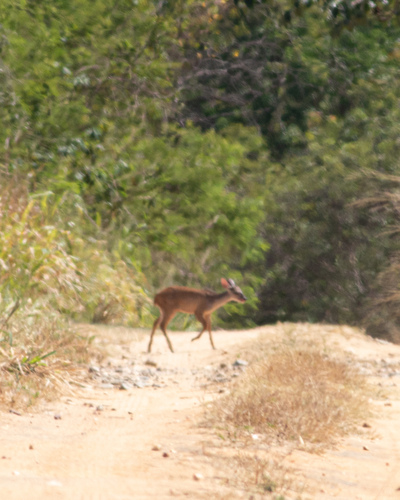 Southern Brown Brocket