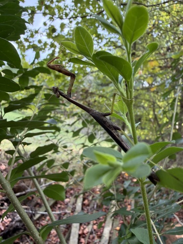 Carolina Mantis