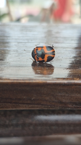 Swamp Milkweed Leaf Beetle