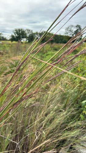 big bluestem