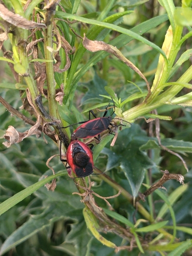 Largus rufipennis