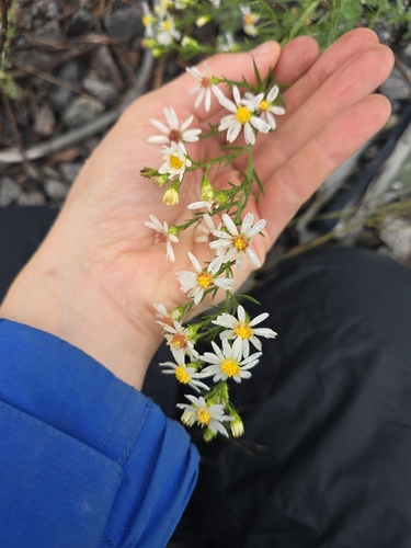 frost aster