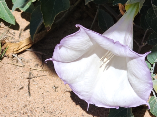 Sacred Datura