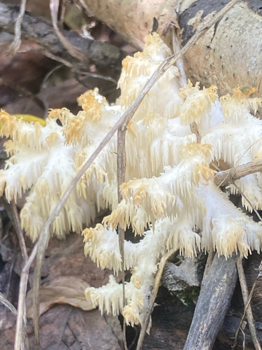 Coral tooth fungus