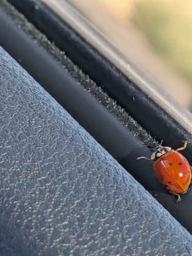 Asian Lady Beetle