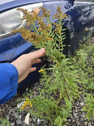 tall goldenrod