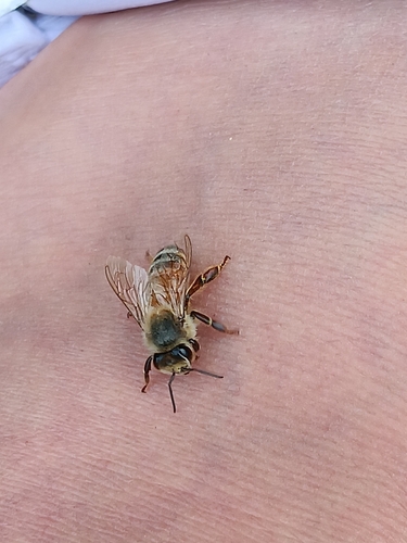 Western Honey Bee