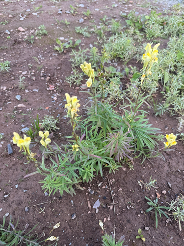 common toadflax