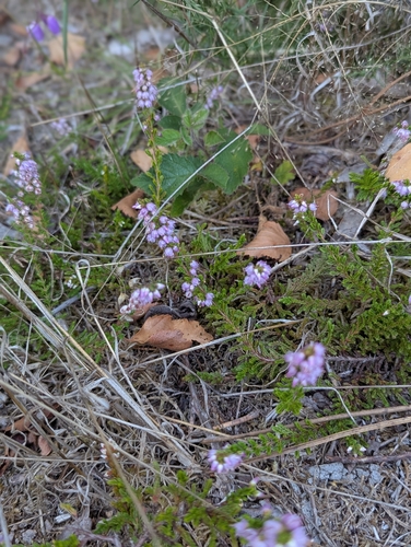 common heather