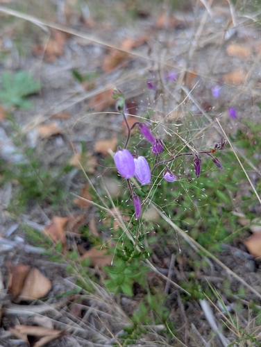 St. Dabeoc's heath