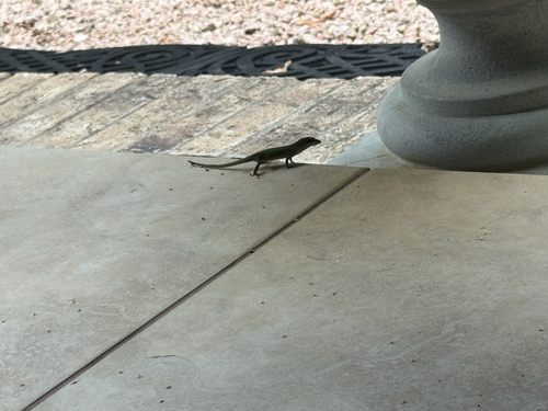 Green Anole